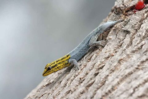 Gecko nain à  tête jaune