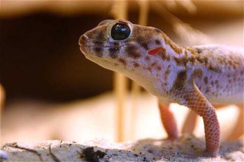 Gecko maravilla comun