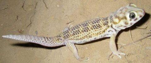 Common wonder gecko
