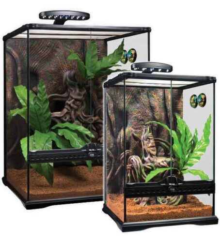 Terrarium Gecko golden tagaktiv