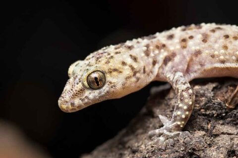 Mediterranean house gecko