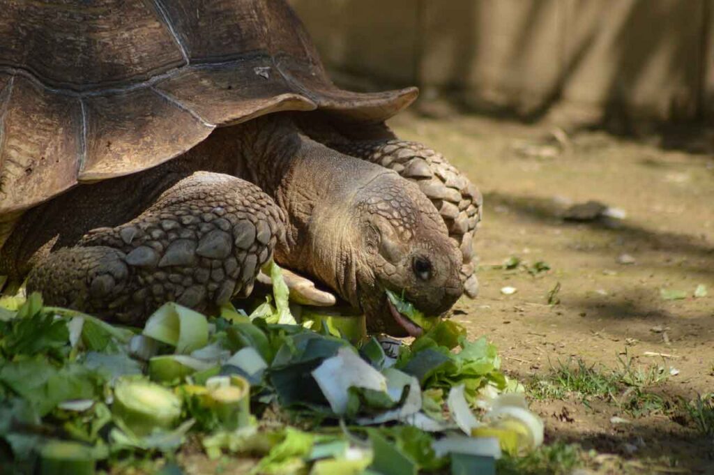 Turtle eating a salad