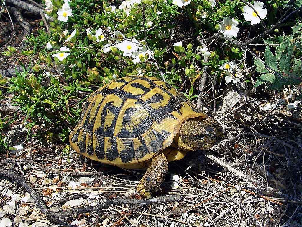 Tortuga mediterranea
