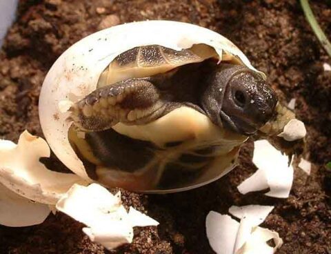 Testudo hermanni boettgeri