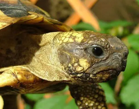 Testudo hermanni hermanni