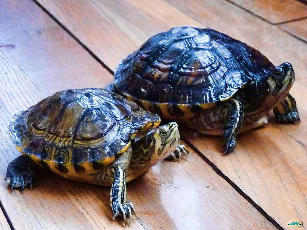 tartarugas em cativeiro