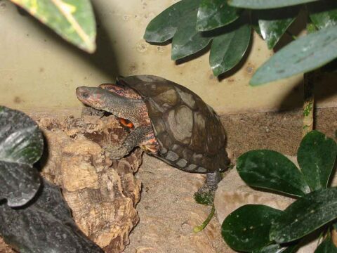 Pracht-Erdschildkröte