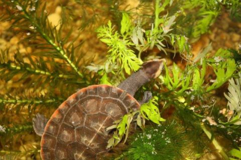 Tortue à ventre rouge