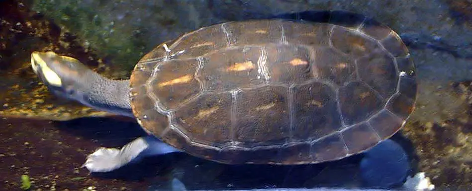 Tortue à ventre rouge