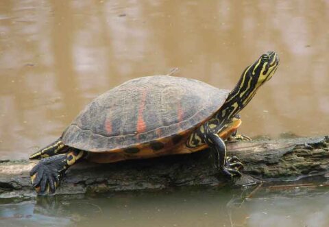 Tortue de Floride à  ventre rouge