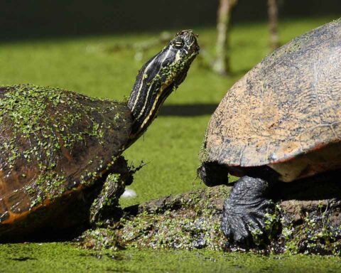 Tortue de Floride à  ventre rouge