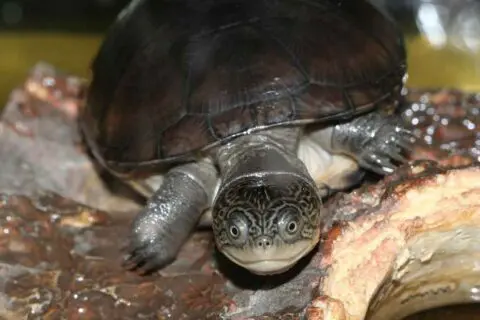 West African mud turtle