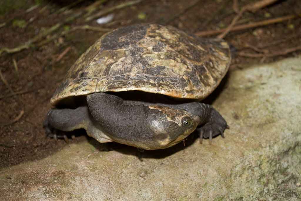 Tartaruga de córrego do oeste da Nova Guiné