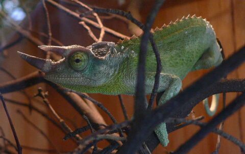 Jackson's chameleon