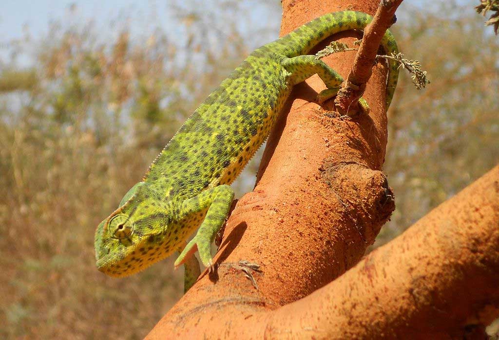 Senegal chameleon
