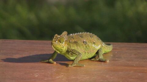 Caméléon à casque élevé