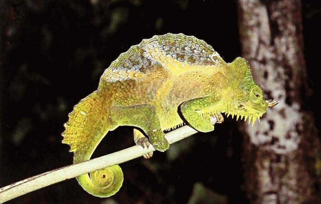 Caméléon à quatre cornes