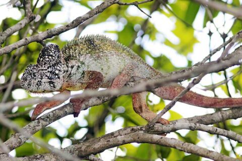 Camaleón gigante de Madagascar