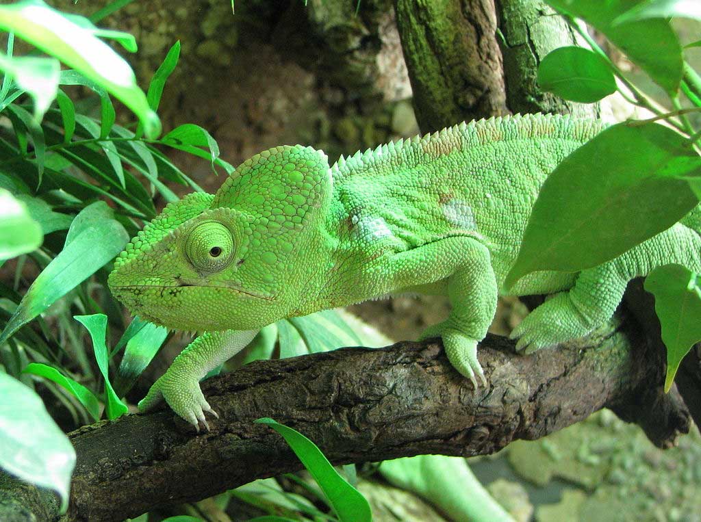 Malagasy giant chameleon