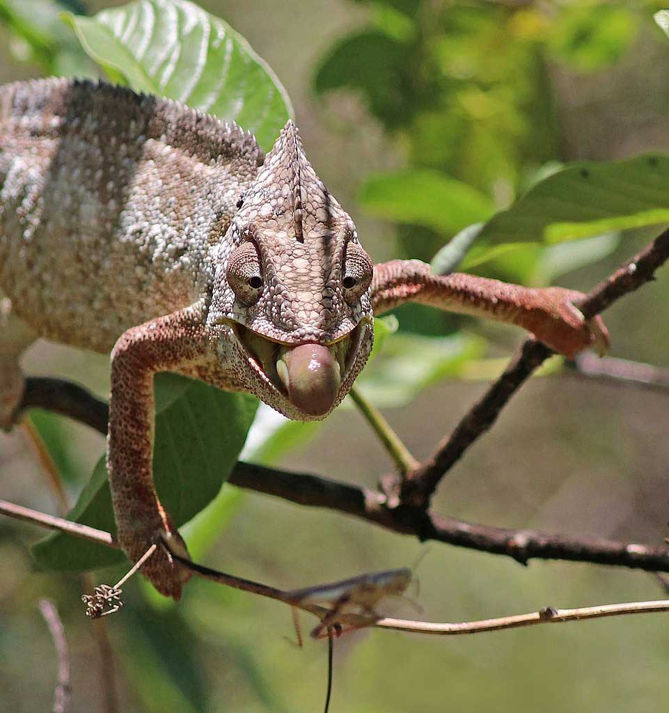 Malagasy giant chameleon