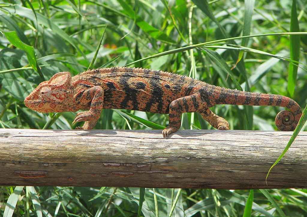 Malagasy giant chameleon