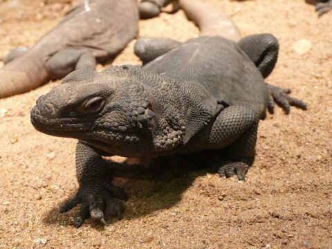 Chuckwalla comum