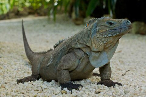 Iguane bleu