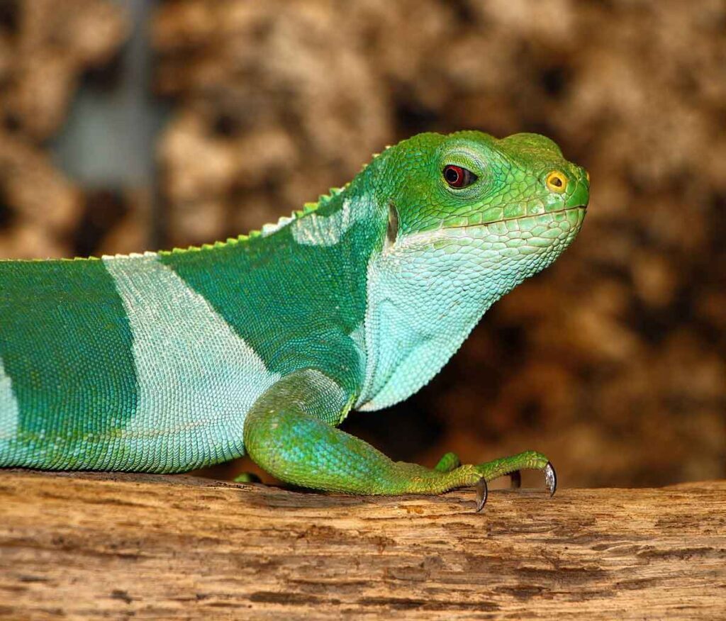 Iguana bandeada de Fiyi
