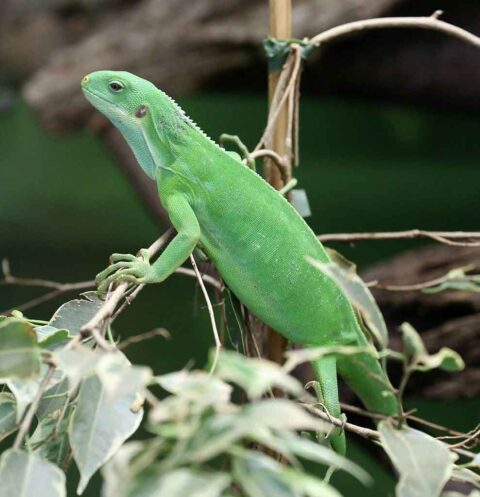 Iguana bandeada de Fiyi