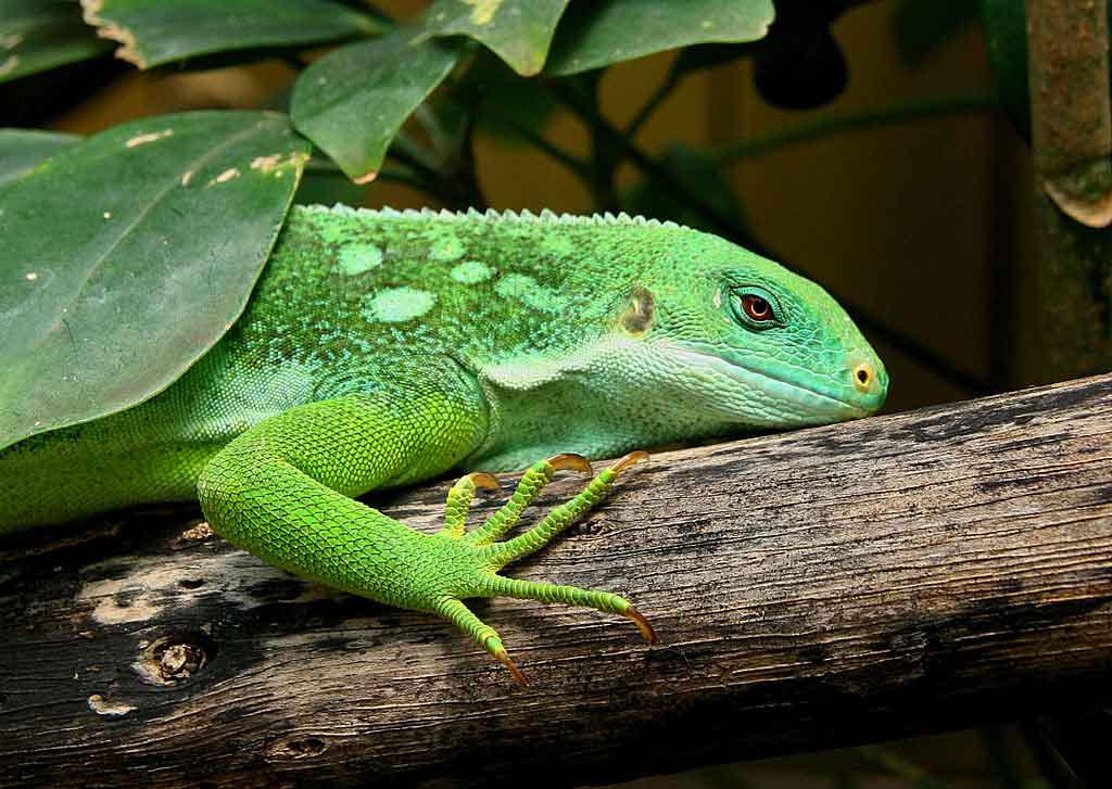 Iguana bandeada de Fiyi