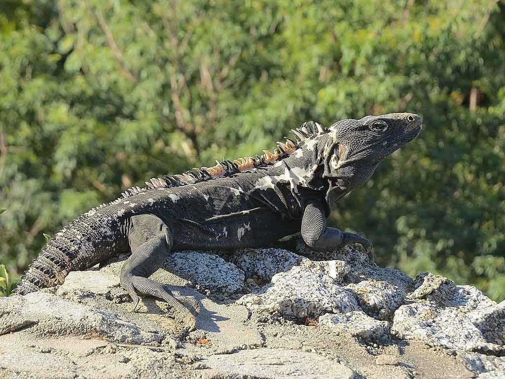 Iguana-de-Cauda-Espinhosa-Mexicana