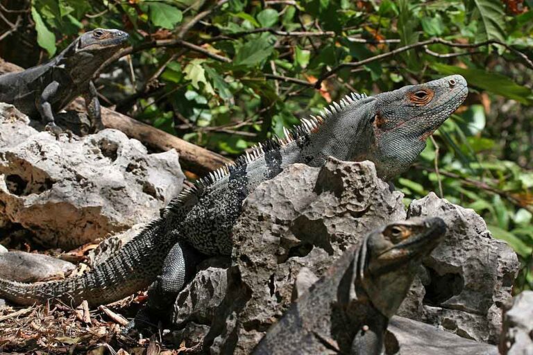 Image showcasing Black iguana - Accommodation, care and maintenance.