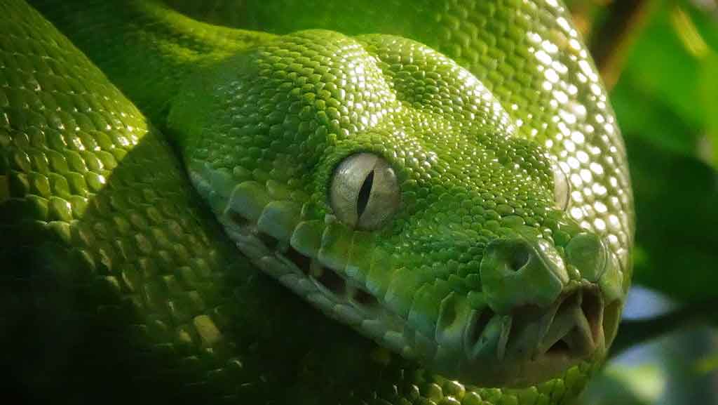 Green tree python