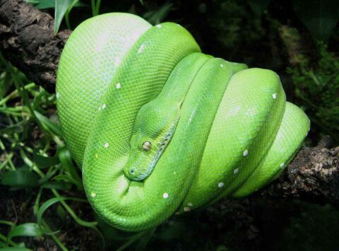 Python vert