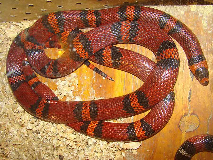 Serpiente de leche hondureña