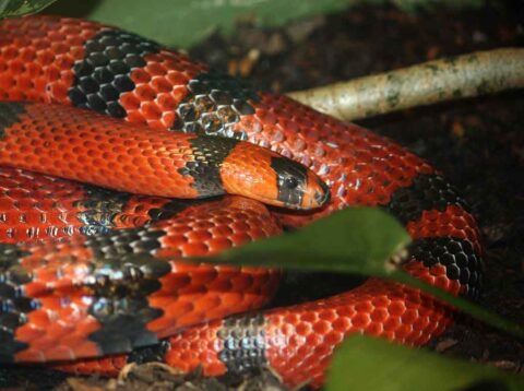 Serpiente de leche hondureña