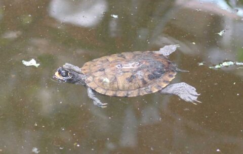African forest turtle