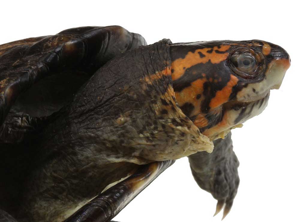 Artículo nuevo tortuga wasserschildkröte 20cm Lang 