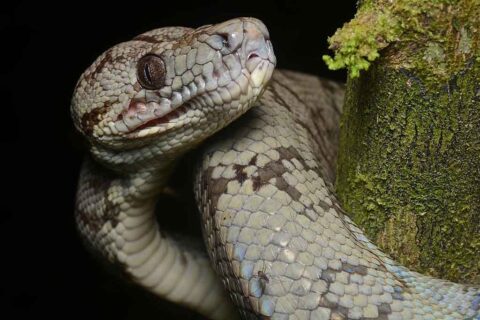 Amazon tree boa