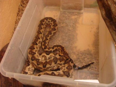 New Guinea ground boa