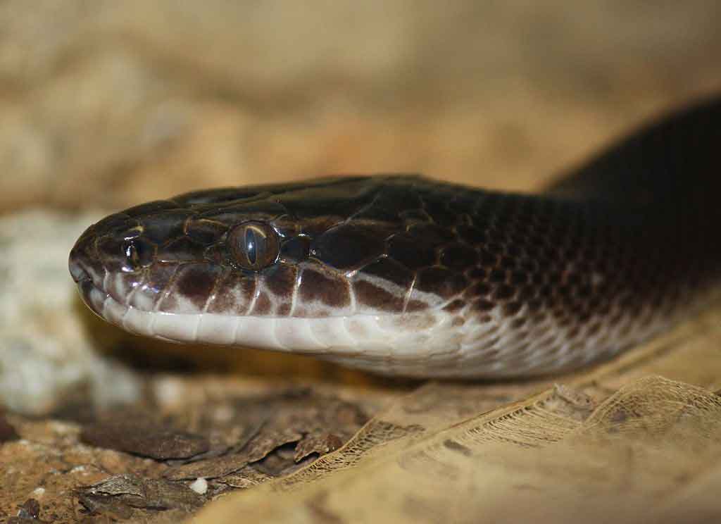 African house snake