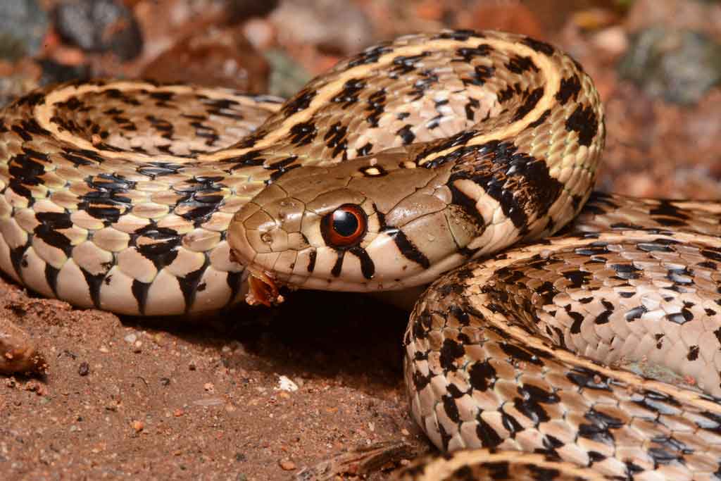 Serpent jarretière à damier
