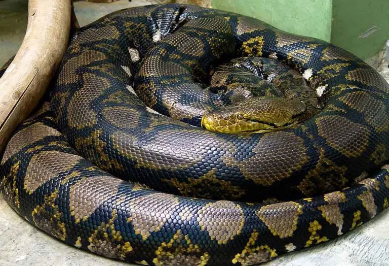 Python réticulé - Logement. soins et entretien