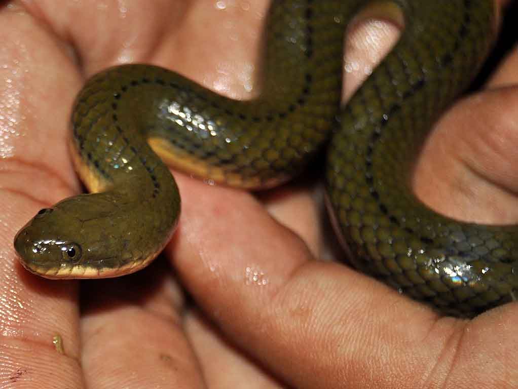 Serpiente acuática de vientre amarillo