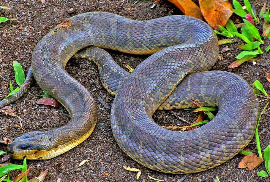 Puff-faced water snake