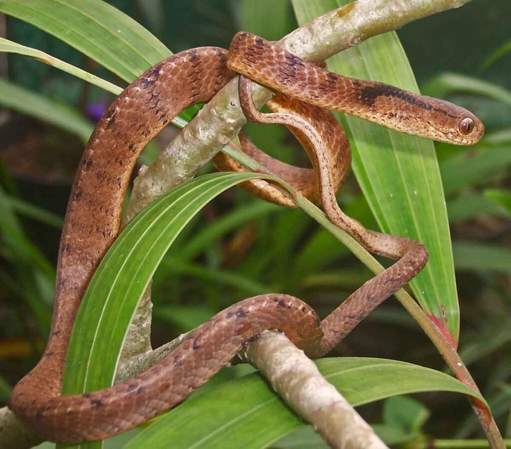 Keeled slug-eating snake