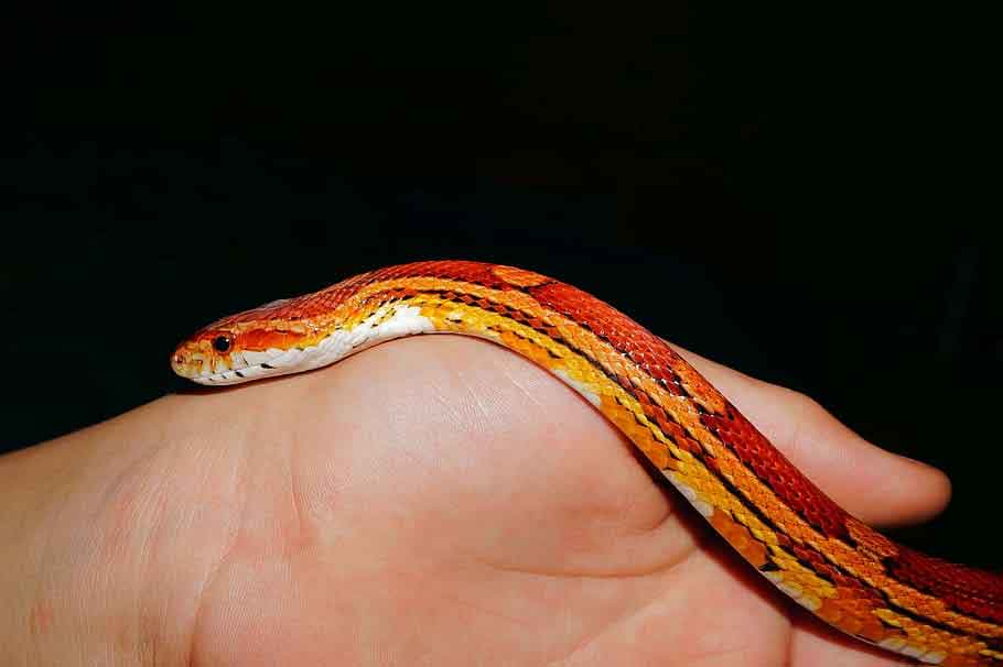 Serpiente del maíz