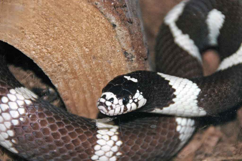 Cobra-real oriental