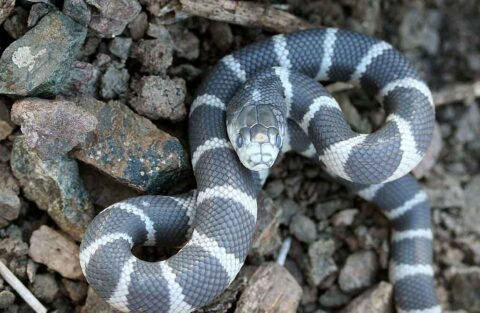 California kingsnake