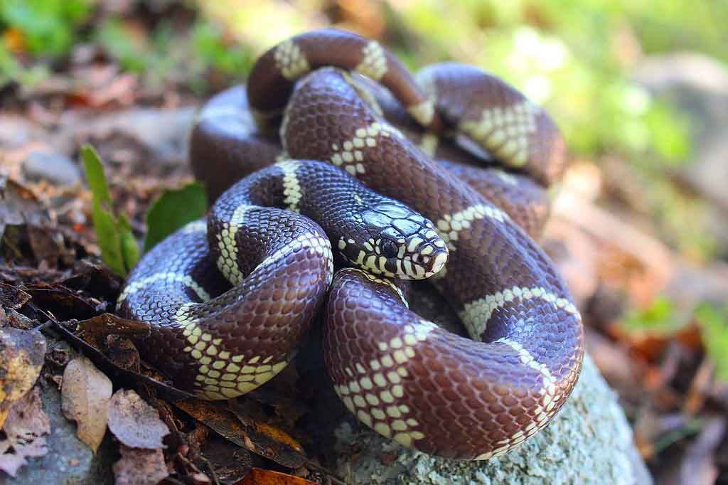 Serpent Roi Logement Soins Et Entretien